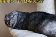 娱乐圈吃瓜猫是谁,揭秘娱乐圈幕后真相的神秘人物